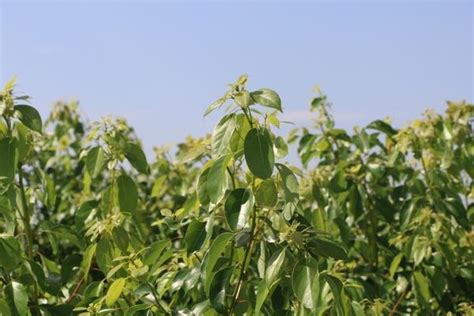 樟樹 種植|樟科盆栽植物的種植及栽培小竅門 還你後院陽台那片。